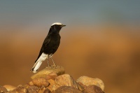 Belorit saharsky - Oenanthe leucopyga - White-crowned wheatear 1539